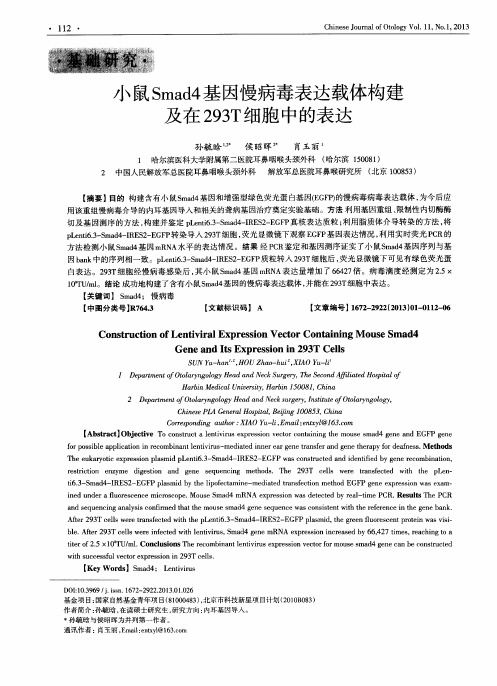 小鼠Smad4基因慢病毒表达载体构建及在293T细胞中的表达