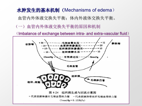 水肿机制