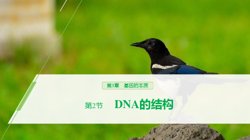 《DNA的结构》基因的本质PPT