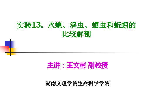 实验13. 水螅、涡虫、蛔虫和蚯蚓的比较解剖汇总