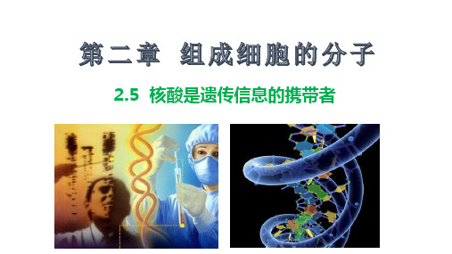 人教版生物必修一  核酸是遗传信息的携带者 课件 共15张PPT