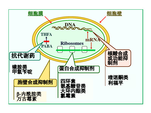 蛋白合成抑制剂