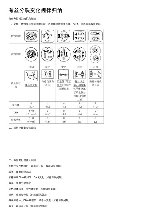 有丝分裂变化规律归纳