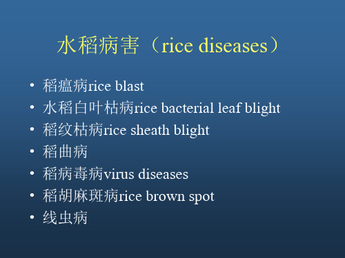 水稻病害rice