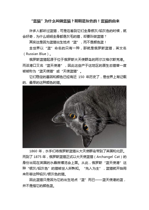 “蓝猫”为什么叫做蓝猫？明明是灰色的！蓝猫的由来