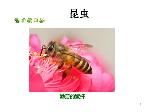 苏科版生物七下5.12.2《昆虫》课件 (共48张PPT)