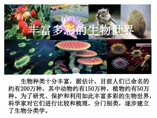 苏教版八年级上册生物-第四节生物的分类