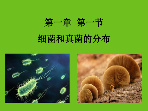 第六单元 第一章 第一节 《细菌和真菌的分布》-鲁科版(五四制)七年级下册生物课件(共30张PPT)