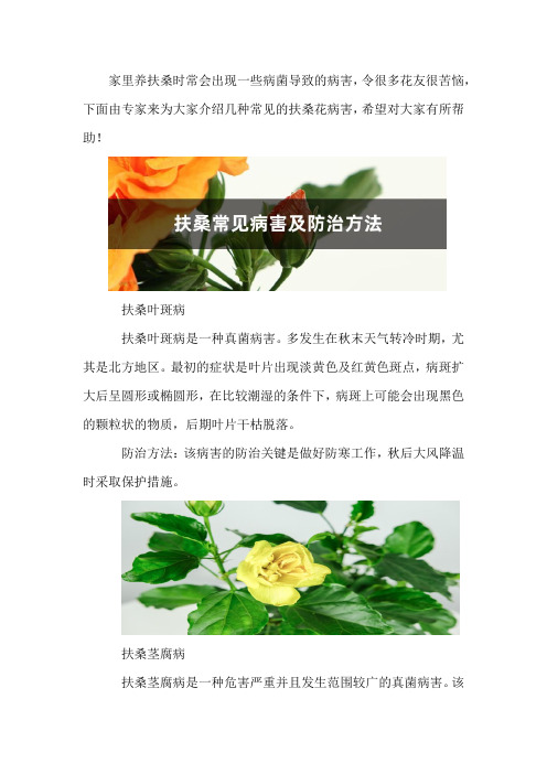 扶桑常见病害及防治方法