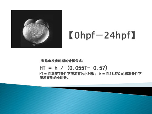 斑马鱼研究方法