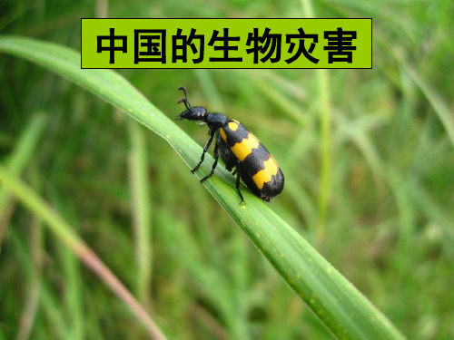 中国的生物灾害