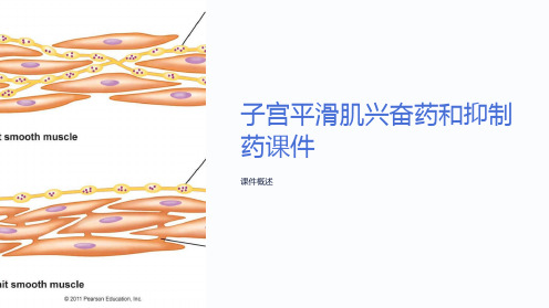 子宫平滑肌兴奋药和抑制药课件