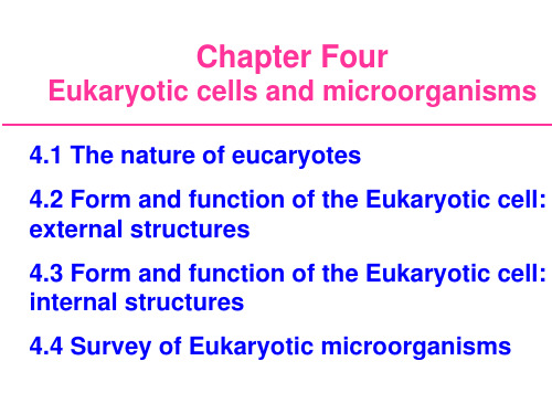 微生物英文课件-eucaryotes