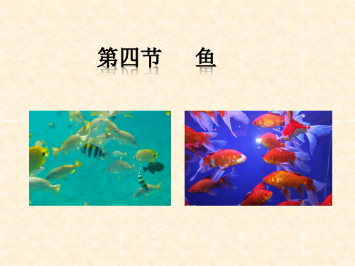 人教版八年级上册生物第四节鱼