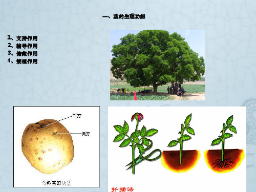 植物学第四章茎