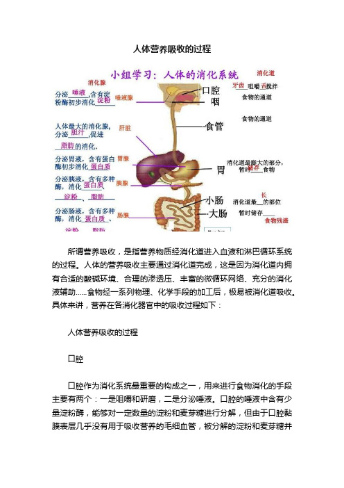 人体营养吸收的过程