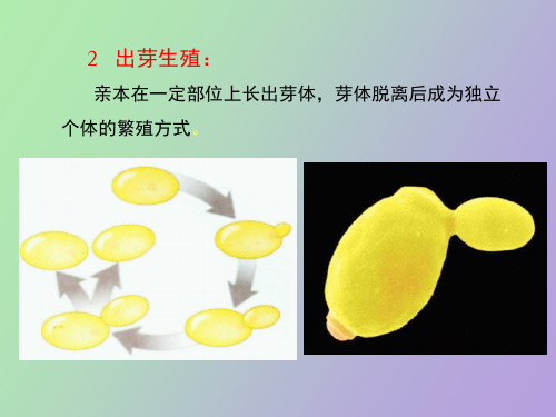 植物界的有性生殖和世代交替