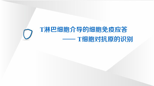 11. T淋巴细胞(二)T淋巴细胞介导的细胞免疫应答