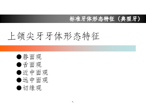 上颌尖牙牙体形态简述