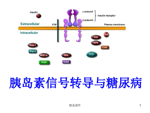 胰岛素信号转导与糖尿病