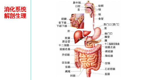 3-1消化系统解剖生理