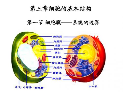 3.1 细胞膜—系统的边界