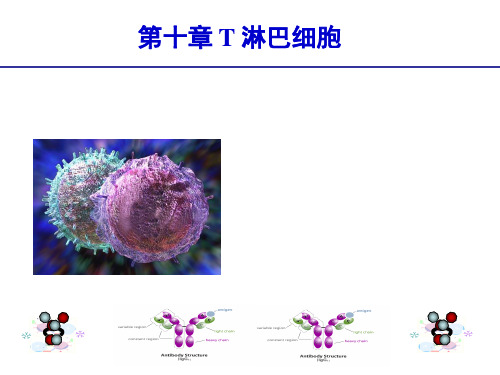 医学免疫学：第10章 T淋巴细胞