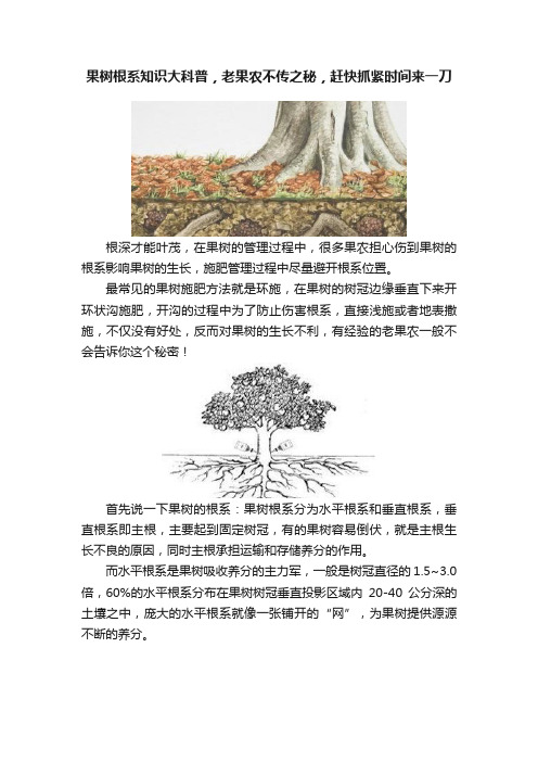 果树根系知识大科普，老果农不传之秘，赶快抓紧时间来一刀