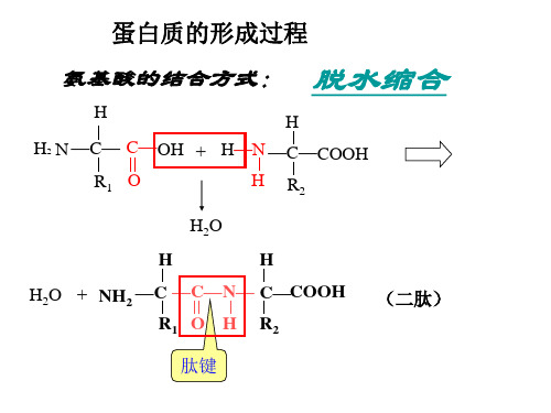 氨基酸脱水缩合