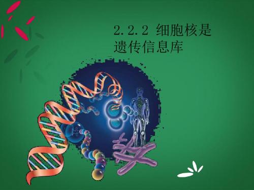 浙江省宁波市效实中学七年级生物上册《2.2.2 细胞核是遗传信息库》课件 (新版)新人教版