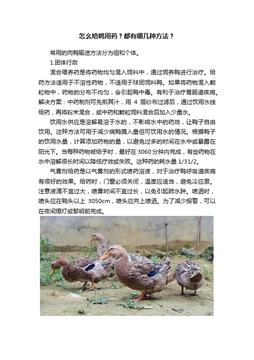 怎么给鸭用药？都有哪几种方法？