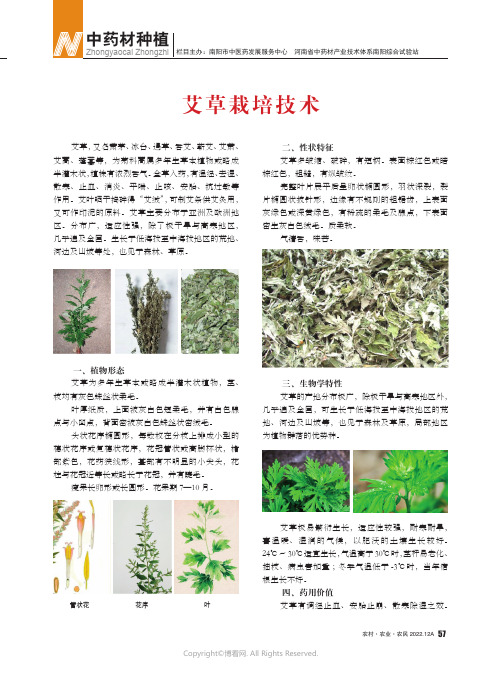 艾草栽培技术