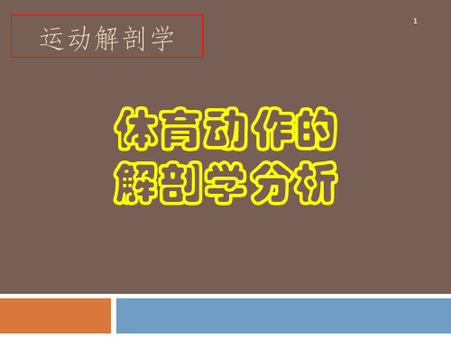 20 技术动作的解剖学分析 (一) 《运动解剖学》课件