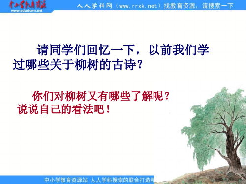 苏教版六年级上册《青海高原一株柳》PPT课件 1公开课获奖课件 公开课获奖课件