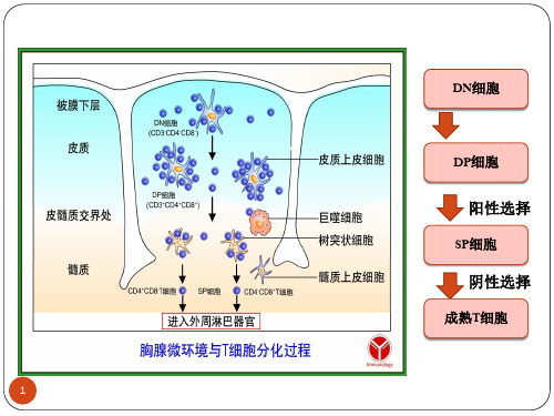 食品免疫学重点