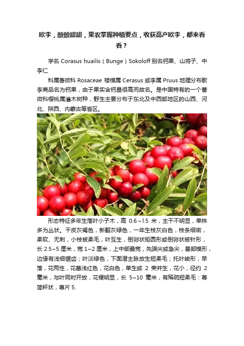 欧李，酸酸甜甜，果农掌握种植要点，收获高产欧李，都来看看？