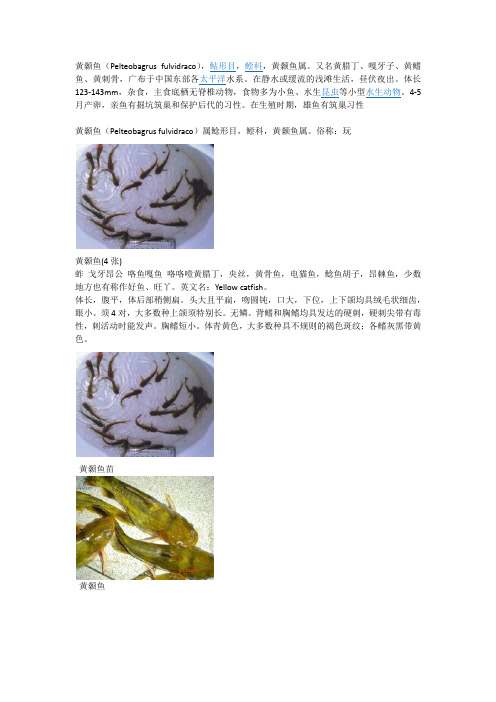 黄颡鱼-百科