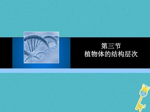 七年级生物上册第二单元第二章第三节植物体的结构层次教学课件(新版)新人教版