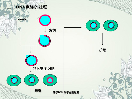 酶学DNA分子克隆过程