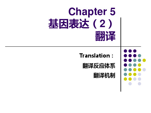 分子生物学Chapter 5 翻译