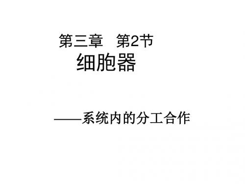 广东省汕头市金山中学高一人教版必修1生物课件第三章第二节细胞器系统内的分工合作(共29张PPT)