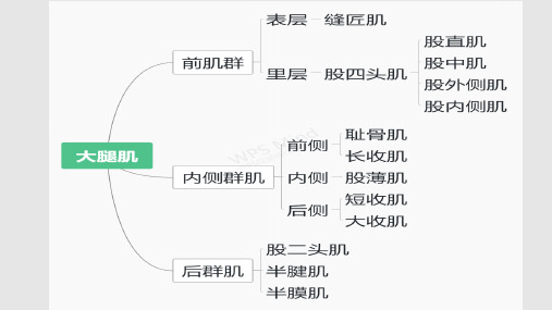 运动解剖大腿肌 