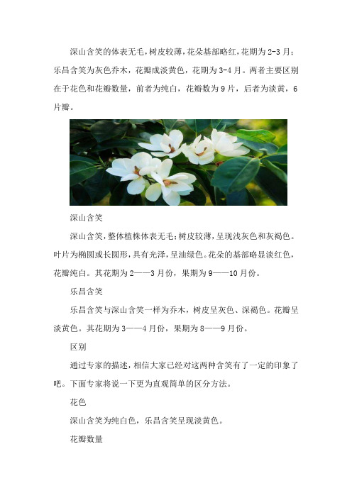 深山含笑和乐昌含笑的区别_1