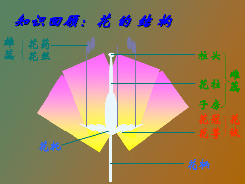 植物的受精过程