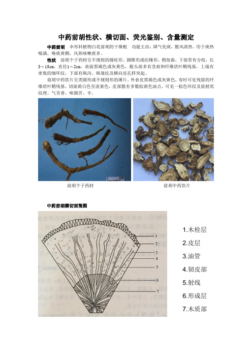 中药前胡性状、横切面、荧光鉴别、含量测定