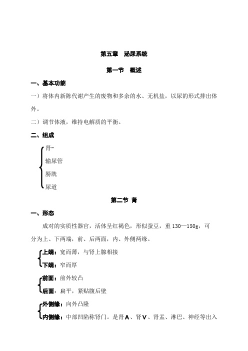 10泌尿系统、男性生殖系统