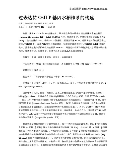 过表达转OsILP基因水稻株系的构建