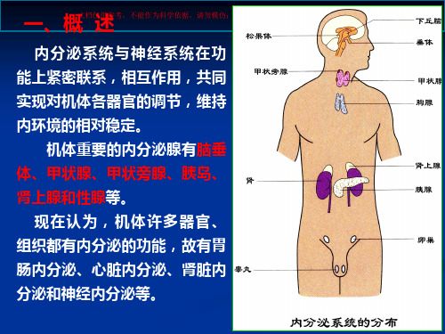 人体解剖生理学内分泌系统课件