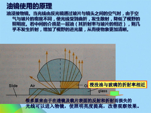 实验三 微生物染色观察(共25张PPT)