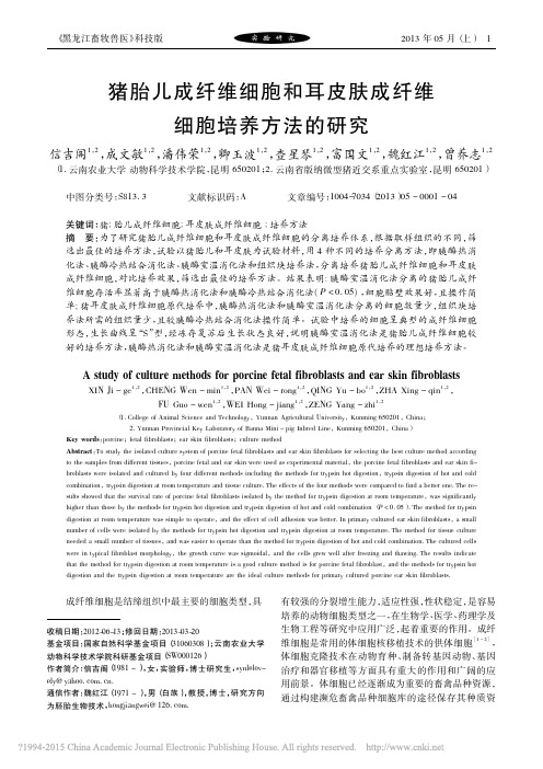 信吉阁------猪胎儿成纤维细胞和耳皮肤成纤维细胞培养方法的研究